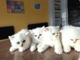 Özel Irk British Shorthair Ns11 Yavrular Ankara Mağazamizda