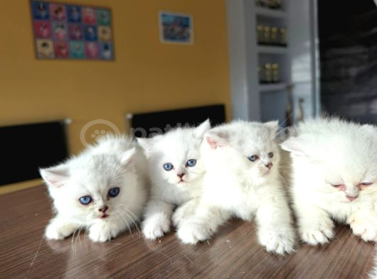 Özel Irk British Shorthair Ns11 Yavrular Ankara Mağazamizda görsel