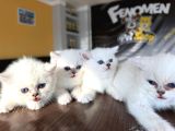Özel Irk British Longhair Yavrular Ns1133 Ankara Mağazamizda