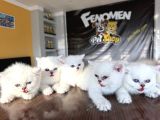 Özel Irk British Shorthair Ns11 Yavrular Ankara Mağazamizda