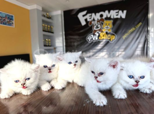 Özel Irk British Shorthair Ns11 Yavrular Ankara Mağazamizda görsel