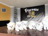 Özel Irk British Shorthair Ns11 Yavrular Ankara Mağazamizda