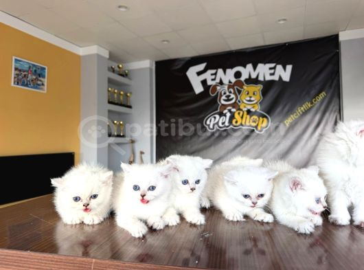 Özel Irk British Longhair Yavrular Ns1133 Ankara Mağazamizda görsel
