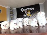 Özel Irk British Shorthair Ns11 Yavrular Ankara Mağazamizda