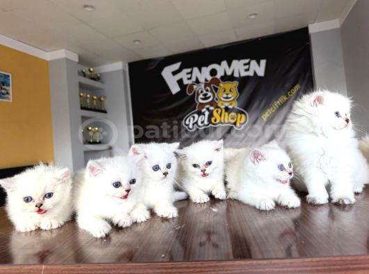 Özel Irk British Shorthair Ns11 Yavrular Ankara Mağazamizda görsel