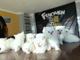Özel Irk British Shorthair Ns11 Yavrular Ankara Mağazamizda