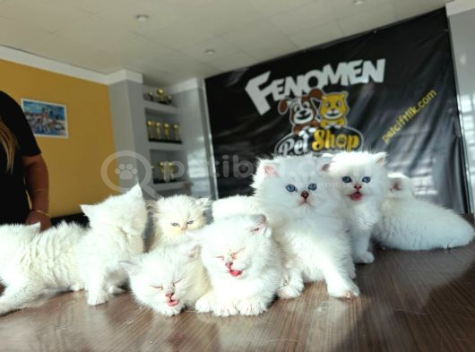 Özel Irk British Shorthair Ns11 Yavrular Ankara Mağazamizda görsel