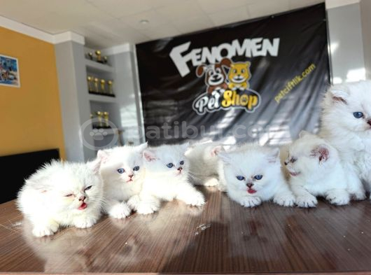 Özel Irk British Shorthair Ns11 Yavrular Ankara Mağazamizda görsel