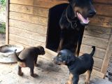 A kalite kink doberman