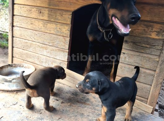 A Kalite Kink Doberman