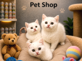 Kartopu Beyaz British Shorthair Yavrularımız