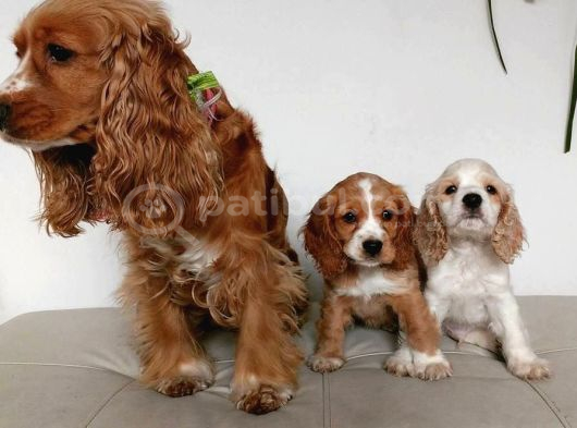 Sevi̇mli̇li̇k Abi̇desi̇ Emsalsiz Üst Kali̇te Cocker Bebekler görsel