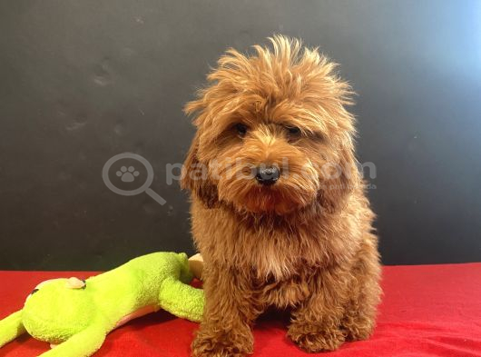 Mükemmel Renk Ve Tüy Kali̇tesi̇nde Maltipoo görsel