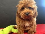 Mükemmel Renk Ve Tüy Kali̇tesi̇nde Maltipoo