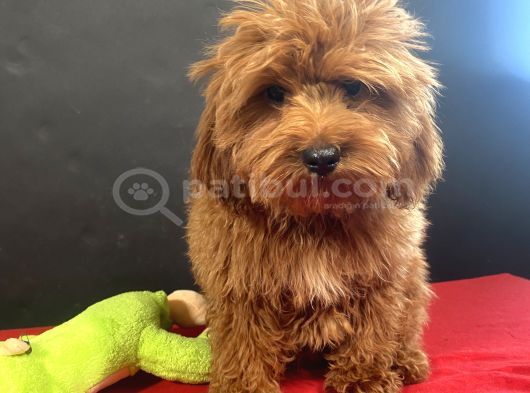 Mükemmel Renk Ve Tüy Kali̇tesi̇nde Maltipoo görsel