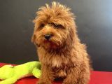 Mükemmel Renk Ve Tüy Kali̇tesi̇nde Maltipoo