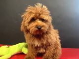 MÜKEMMEL RENK VE TÜY KALİTESİNDE MALTIPOO
