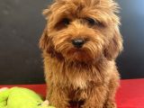 Mükemmel Renk Ve Tüy Kali̇tesi̇nde Maltipoo