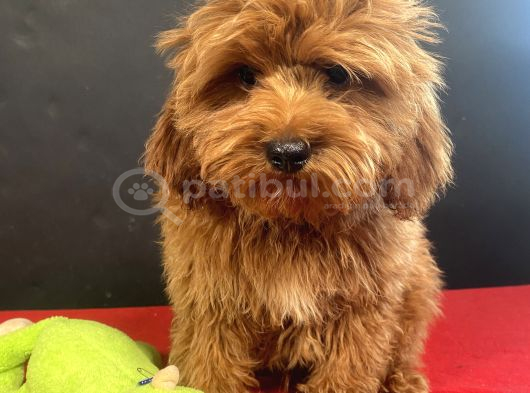 Mükemmel Renk Ve Tüy Kali̇tesi̇nde Maltipoo görsel
