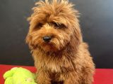 Mükemmel Renk Ve Tüy Kali̇tesi̇nde Maltipoo