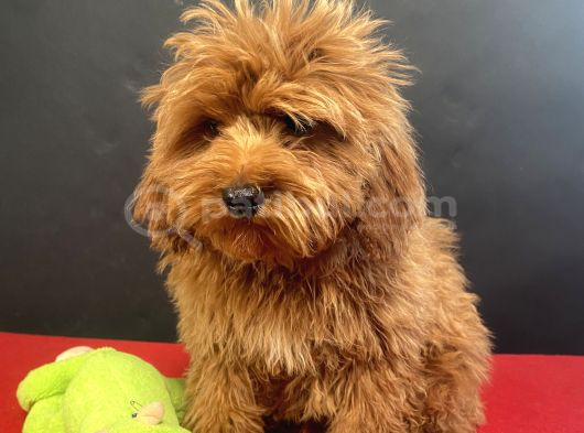 Mükemmel Renk Ve Tüy Kali̇tesi̇nde Maltipoo görsel