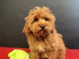 Mükemmel Renk Ve Tüy Kali̇tesi̇nde Maltipoo