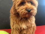 Mükemmel Renk Ve Tüy Kali̇tesi̇nde Maltipoo