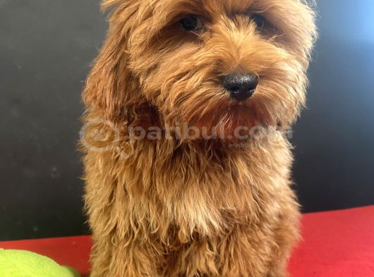 Mükemmel Renk Ve Tüy Kali̇tesi̇nde Maltipoo görsel