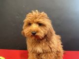 Mükemmel Renk Ve Tüy Kali̇tesi̇nde Maltipoo