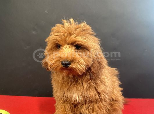 Mükemmel Renk Ve Tüy Kali̇tesi̇nde Maltipoo görsel