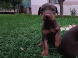 A Kalite Kink Doberman
