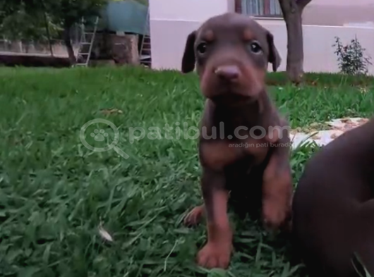 A Kalite Kink Doberman görsel