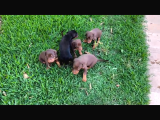 A Kalite Kink Doberman