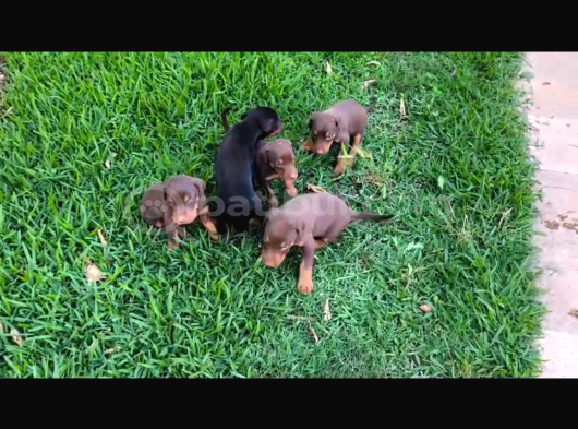 A Kalite Kink Doberman görsel