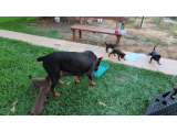 A Kalite Kink Doberman
