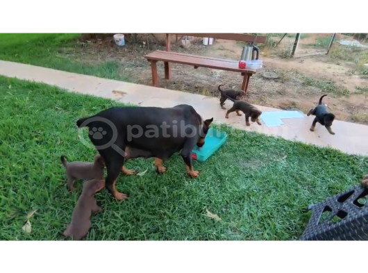 A Kalite Kink Doberman görsel