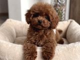 Çok Özel Red Brown Toy Poodle Yavrularimiz