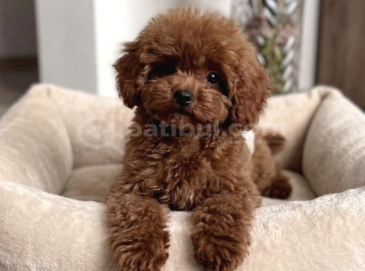 Çok Özel Red Brown Toy Poodle Yavrularimiz görsel