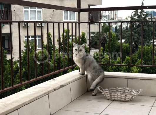 Sıcak Güzel Yuva Arıyoruz görsel