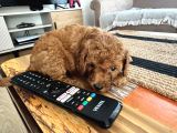2 Aylık Toypoodle Yavrularım Antalya