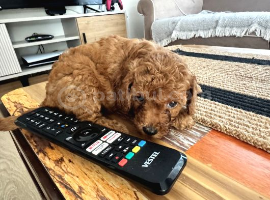 2 Aylık Toypoodle Yavrularım Antalya görsel