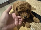 2 Aylık Toypoodle Yavrularım Antalya