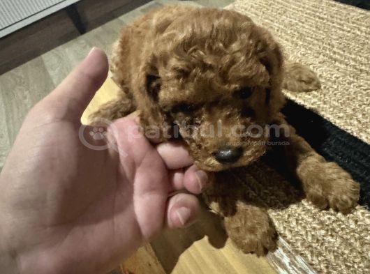 2 Aylık Toypoodle Yavrularım Antalya görsel