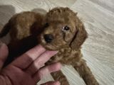 2 Aylık Toypoodle yavrularım Antalya