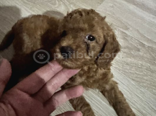 2 Aylık Toypoodle Yavrularım Antalya