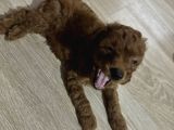 2 Aylık Toypoodle Yavrularım Antalya