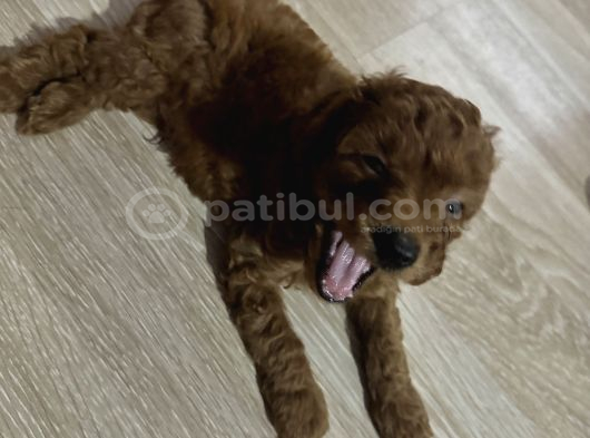 2 Aylık Toypoodle Yavrularım Antalya görsel