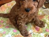 Enerjik Ve Zeki 3 Aylık Maltipoo Yavrusu