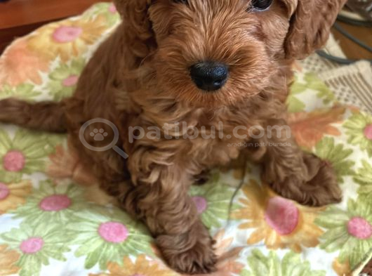 Enerjik Ve Zeki 3 Aylık Maltipoo Yavrusu görsel
