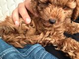 Enerjik Ve Zeki 3 Aylık Maltipoo Yavrusu